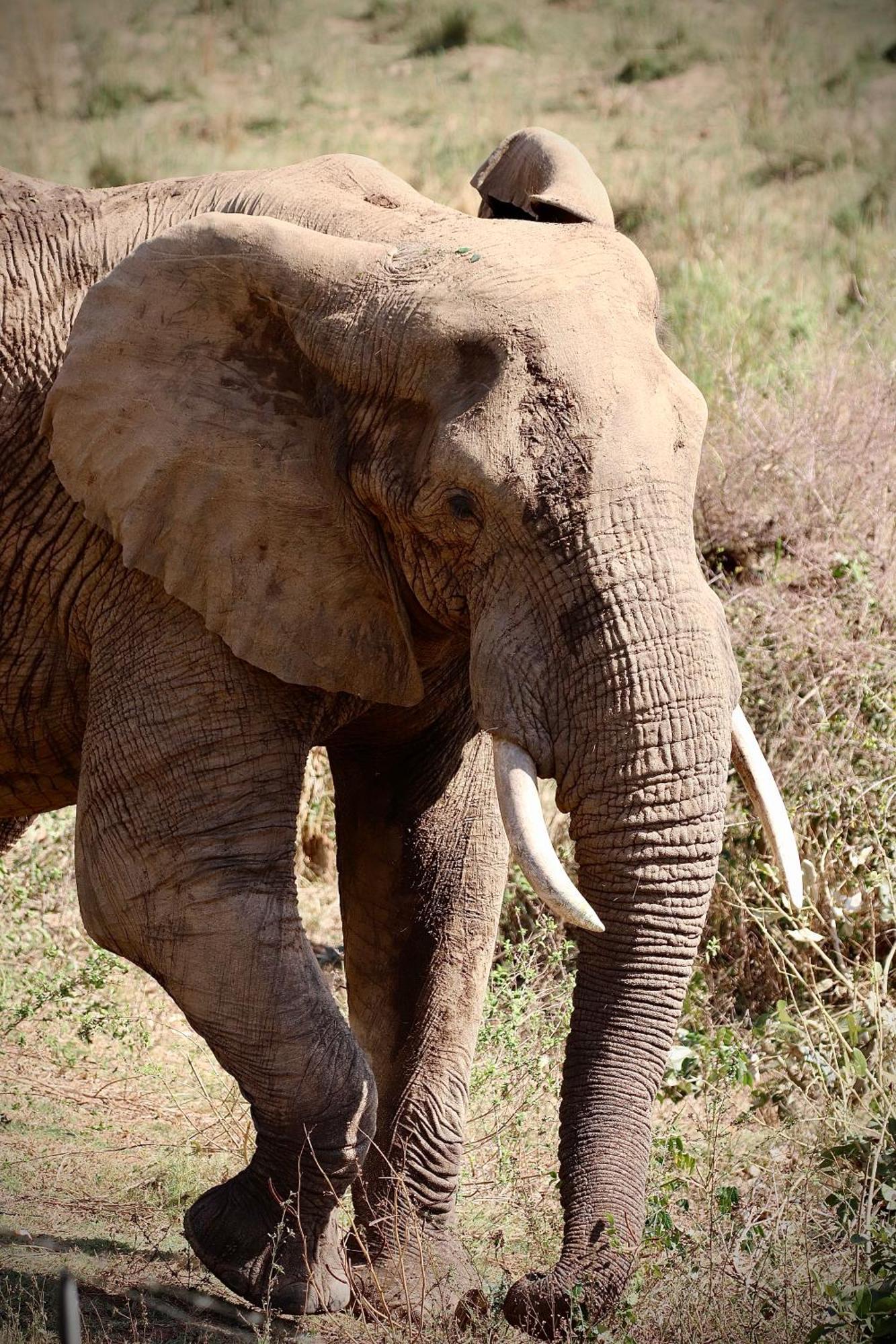 Elephant Walk Retreat Komatipoort