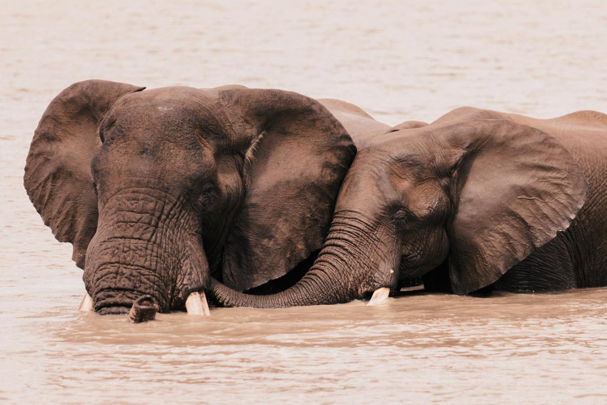 Lodge Elephant Walk Retreat Komatipoort